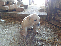 cane corso white puppy